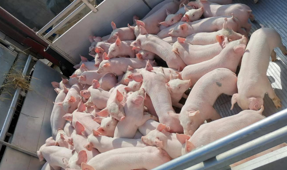 ����ϣ����williamhill(�й�)���Ĺٷ���վ